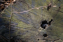 行李箱,砍倒一棵樹,躺在股票