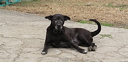 狗,可以,動物