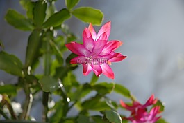 多汁,圣誕節(jié)廠,仙人掌