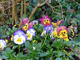 紫羅蘭,鮮花,花園