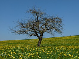 蒲公英,草地,樹