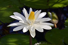 睡蓮,白,開(kāi)花