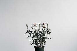 花,植物,鍋