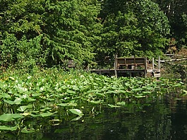 水,樹(shù),結(jié)構(gòu)