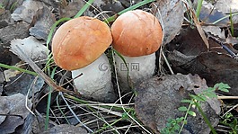 蘑菇,森林,草