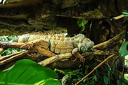 鬣蜥,爬行動物,iguanidae