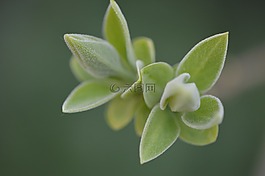 芽,廠,性質(zhì)