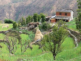 房子,尼泊爾,稻田