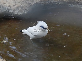 鳥(niǎo),水,節(jié)約