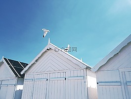 海鷗,鳥類,屋頂