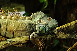 鬣蜥,爬行動物,iguanidae