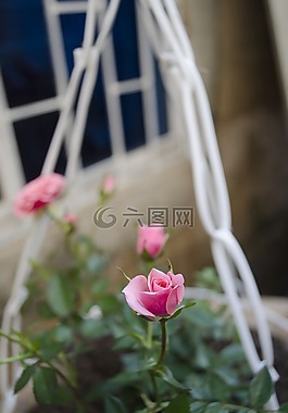 羅莎,粉紅色的玫瑰,粉紅色的花瓣