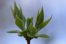 芽,廠,性質(zhì)