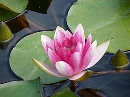 睡蓮,水生植物,花