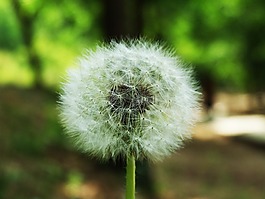 植物,蒲公英,霍爾先生蒲公英