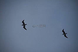 海鷗,天空,生活的本質(zhì)