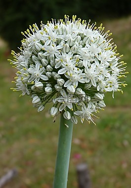 性質(zhì),植物,戶外