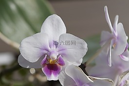 蘭花,開花,白