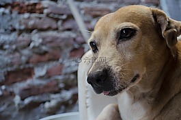 忠实的朋友,犬,狗