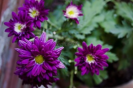 菊花,花,花園