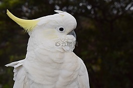 鳥,澳大利亞,鸚鵡