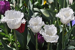 郁金香,白,盛开