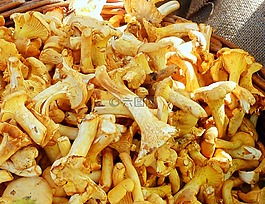 chanterelles,蘑菇,市場