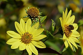 花,黃色,蜜蜂