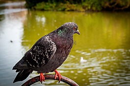 鴿子,鳥,動物