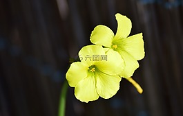 花,綠色,花瓣
