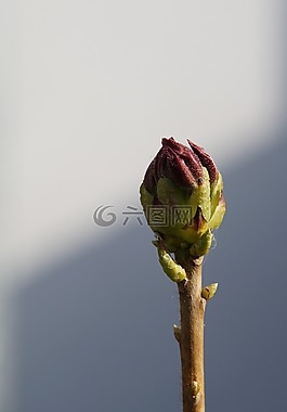 芽,個別,發(fā)動機