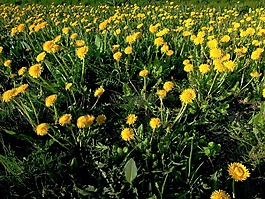花,黃色,春天