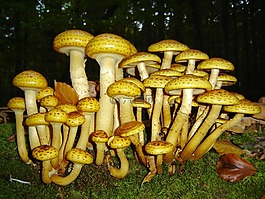 蘑菇,巴伐利亞森林,植物