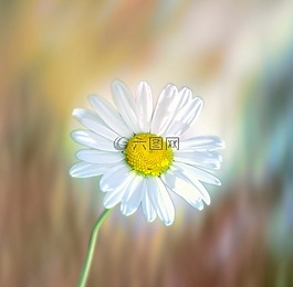 花,草地,大自然