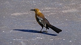 褐色的鳥,鳥,野生鳥類