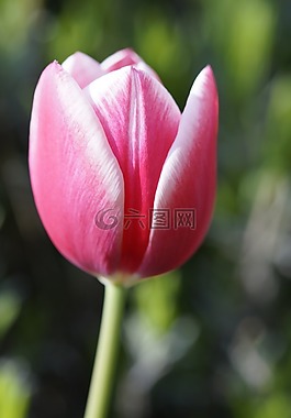 郁金香,tulpenbluete,盛开