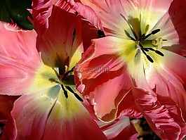 郁金香,開(kāi)花,春天