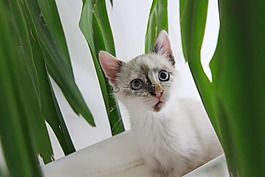 貓,寵物,小貓