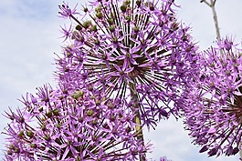 观赏葱,开花,花