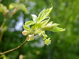 楓葉,開花,樹