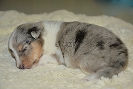 小狗,寶貝小狗,小狗的設得蘭群島牧羊犬