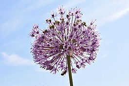 韭菜,观赏葱,性质