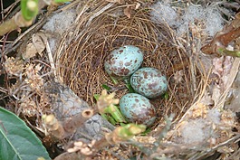 鳥巢,關閉,野生動物