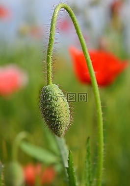 罌粟,klatschmohn,紅色