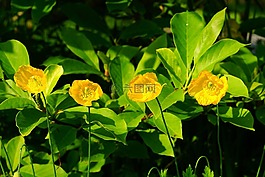 罂粟科罂粟属,罂粟,klatschmohn