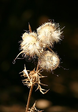 水飛薊,光,對比
