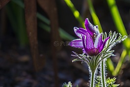 pasque 花,花,春天