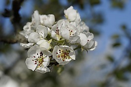 蘋果,蘋果樹,蘋果花