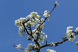 蘋果,蘋果樹,蘋果花