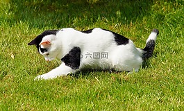 貓,國內(nèi)的貓,年輕
